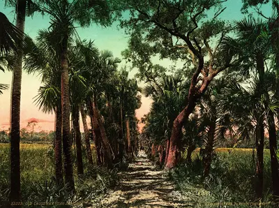 Flickr - …trialsanderrors - Old causeway near Ormond, Florida, 1898