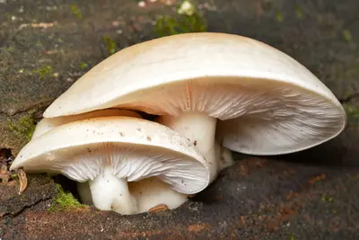 Hypsizygus sp. - Algonquin Provincial Park 2019-09-23 (02)