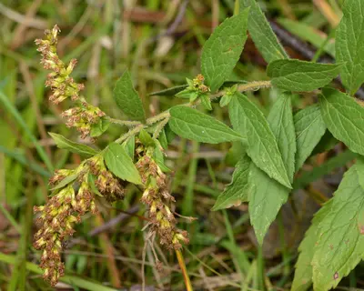 Common Wrinkle-leaved Goldenrod (Solidago rugosa) - Algonquin Provincial Park 2019-09-23