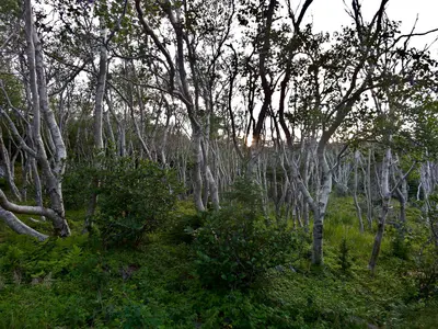East Coast Trail (43128071335)