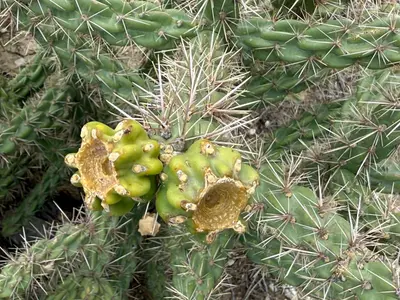 Cylindropuntia imbricata 29