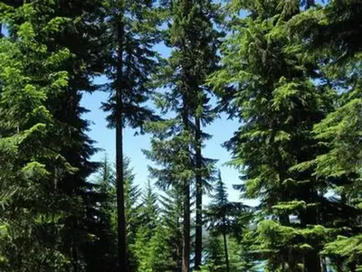 Hoodview Trees