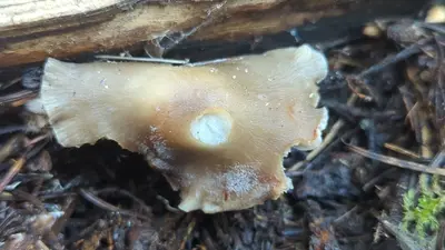Mycena overholtsii 197862245