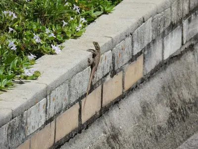 Agama picticauda 166338664