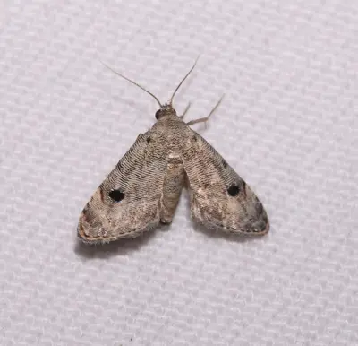 Abablemma brimleyana 176544647