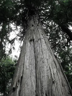 Giant Western Redcedar in South Whidbey State Park