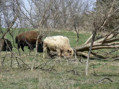 Blonde bison 2