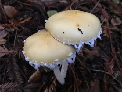 Stropharia ambigua 249128454