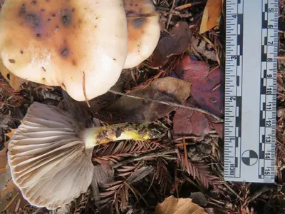 Gomphidius oregonensis 109974974