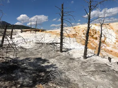 Canary Spring (Mammoth Hot Springs, Yellowstone National Park) 2021-08-09, 08