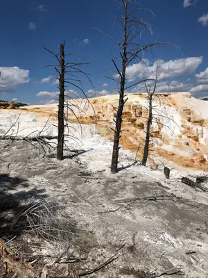 Canary Spring (Mammoth Hot Springs, Yellowstone National Park) 2021-08-09, 07