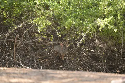 Riparian Preserve at Water Ranch - 383