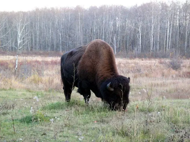 Photo of Elk Island National Park