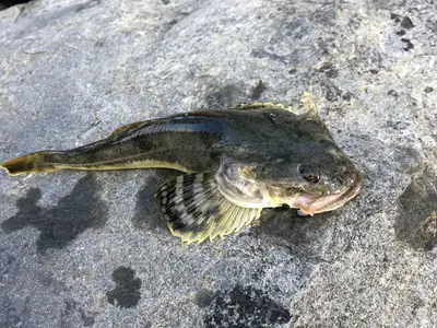 Leptocottus armatus 213252292