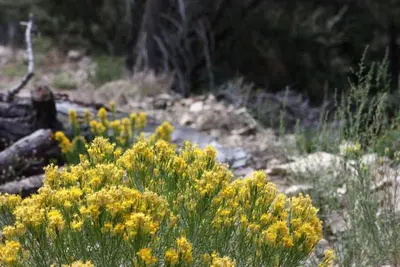 Yellow Mountain Wildflowers