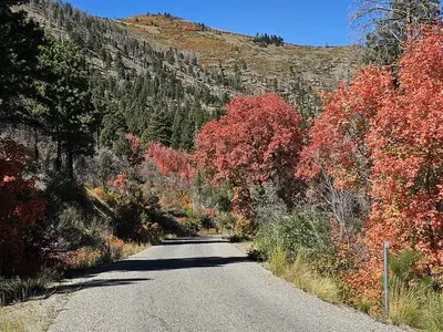 Road bordered by trees, shrubs, and grasses at different stages of changing colors of Fall.