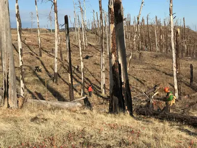 Tree Planting, Spring 2022, Eastern districts, CGN (52361262187)