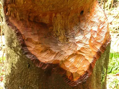 Beavered tree - panoramio