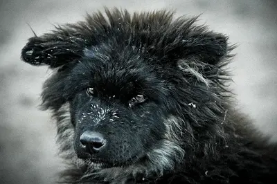 Rez Dog