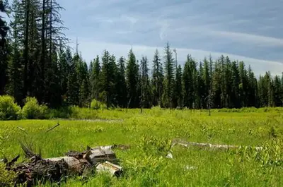 Willow Prairie Cabin