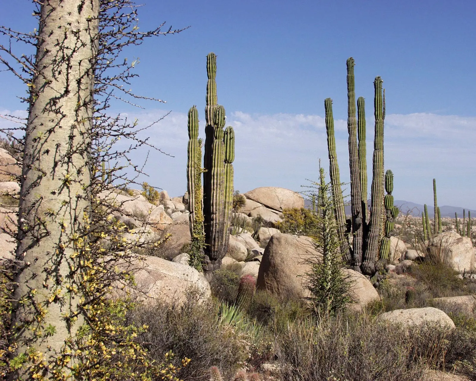 Photo of Área de Protección de Flora y Fauna Valle de los Cirios