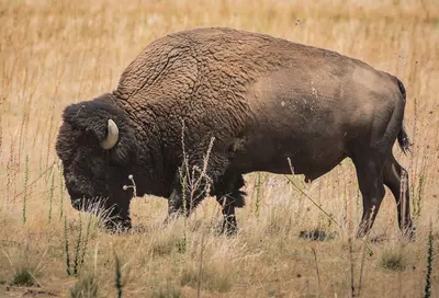 Bison Grazing (7460786534)
