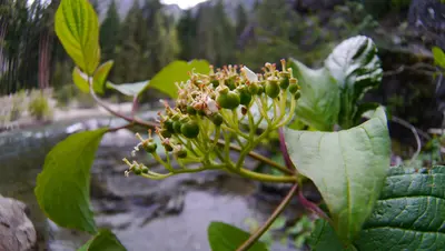 Cornus sericea ssp. occidentalis with green fruits