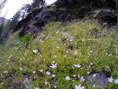 Montia parvifolia