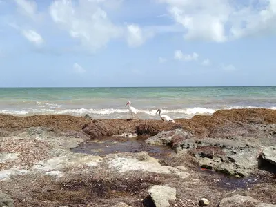 Ibis - panoramio