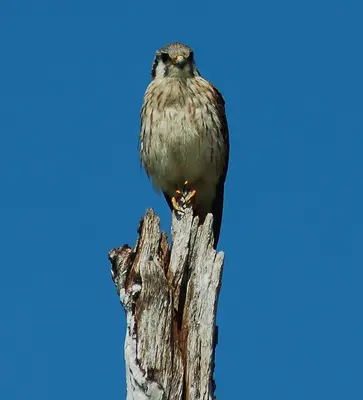 Falco sparverius Florida Keys