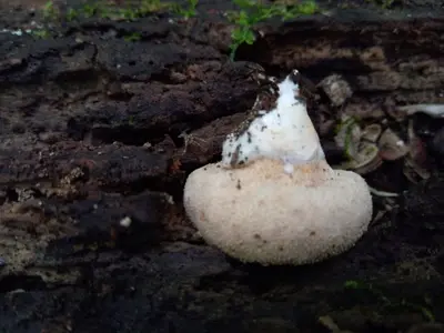 Lycoperdon subincarnatum 91169219