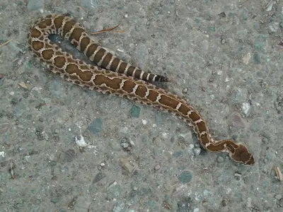 Rattlesnake