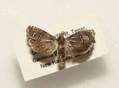 Cydia ingens specimen by David George and Rich Teper