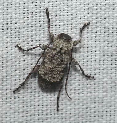 Leptostylus transversus 370206761