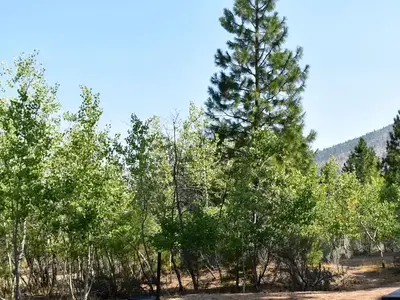 Quaking Aspens