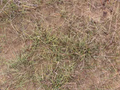 Eq variegated inat 2