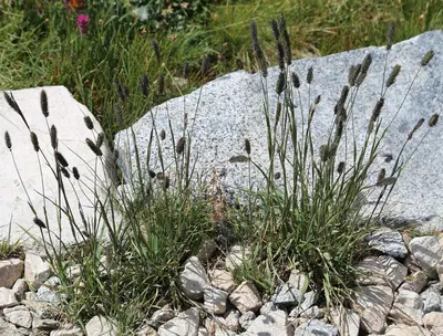 Phleum alpinum mountain timothy 2clumps