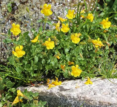Mimulus tilingii mountain monkeyflower large-clump