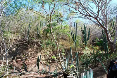 CactusGardenNTCMaz