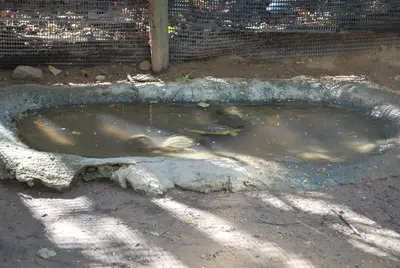 TurtlesPondNTCMaz