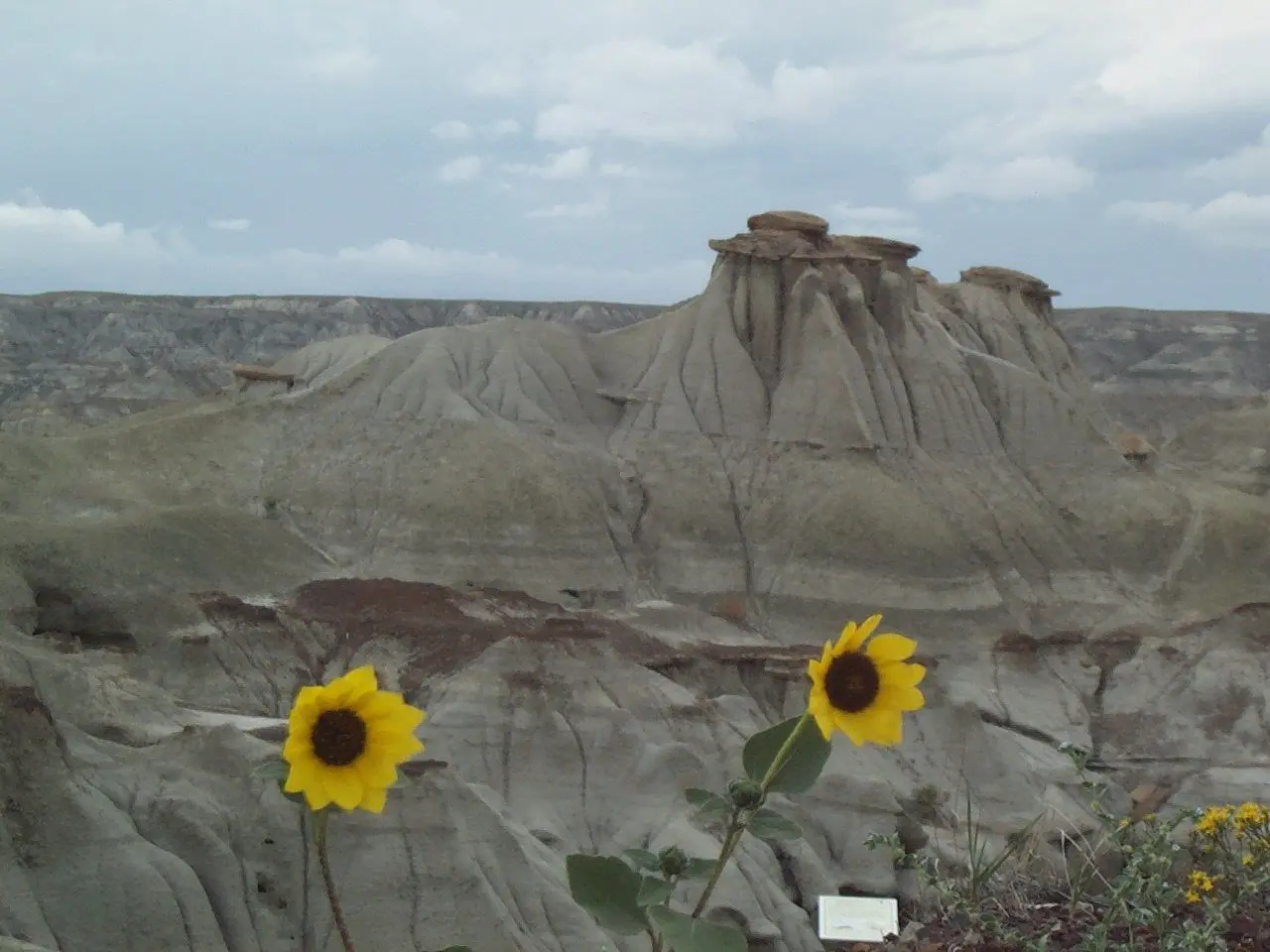 Photo of Dinosaur Provincial Park