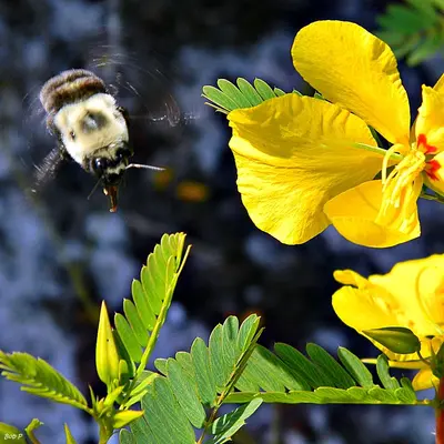 Bumble Bees Love Partridge Peas (7475614008)