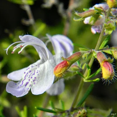Largeflower false-rosemary (Conradina grandiflora) (6213758196)