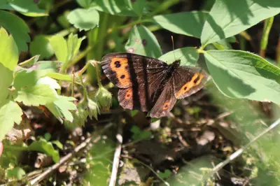 Erebia vidleri 299373129