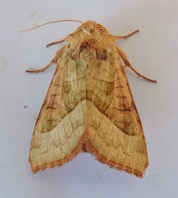 Hydraecia stramentosa
