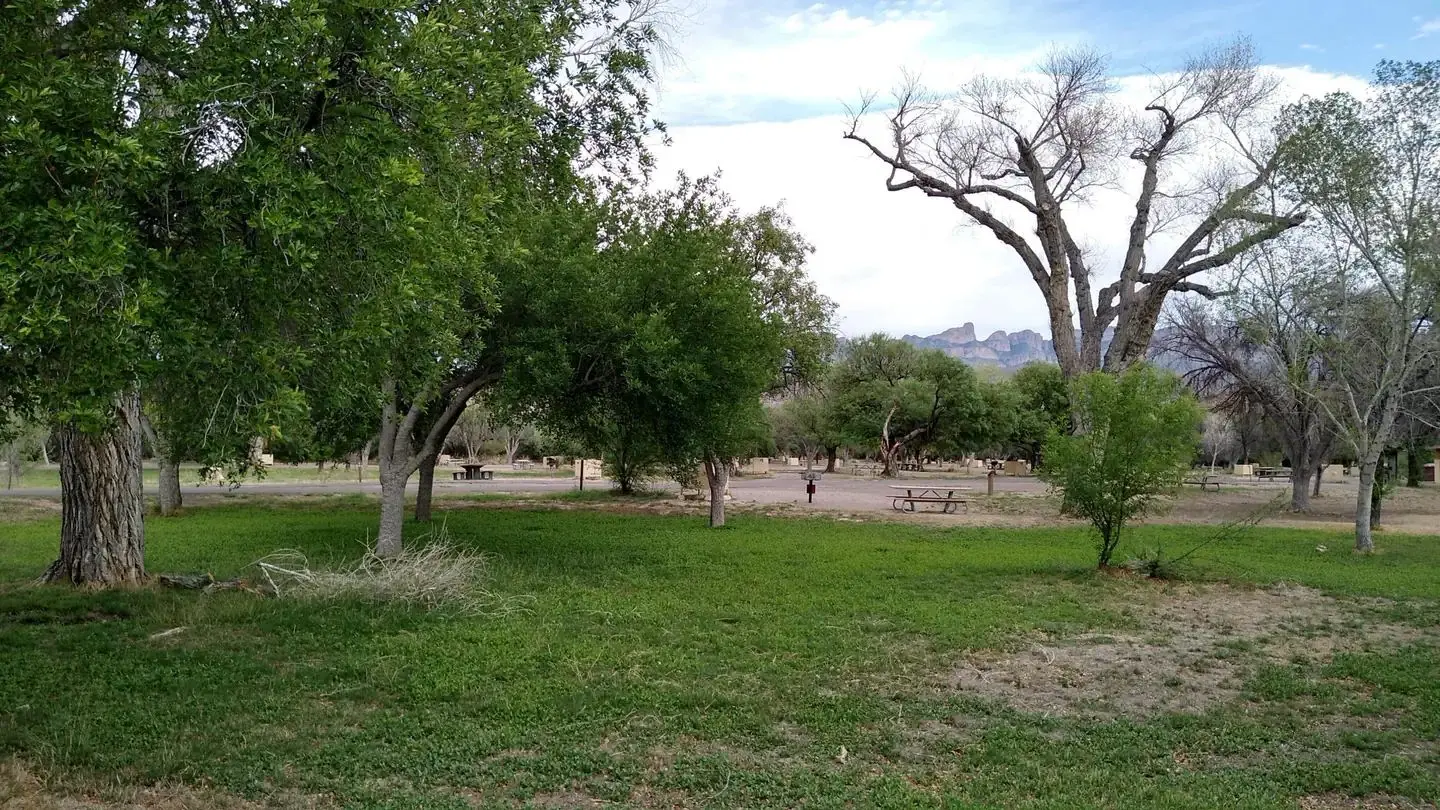 Campsites situated among trees