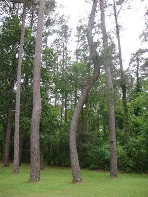 Bended pine - panoramio