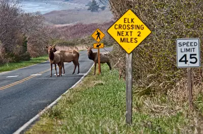 Obedient Elk (6993783817)