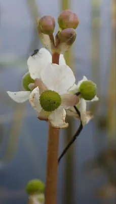 Sagittaria cuneata 308577296