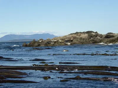 Seals near Roche Harbor - panoramio